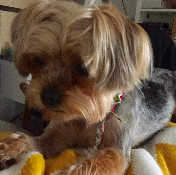 Meet your Posher, Dainora - Picture 5 of 6